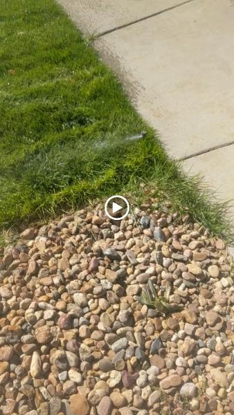 Nature's Carpet Lawn & Sprinkler