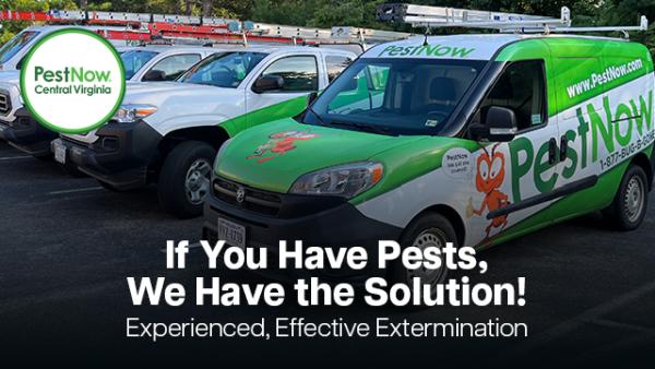 Pestnow