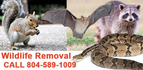 Pestnow