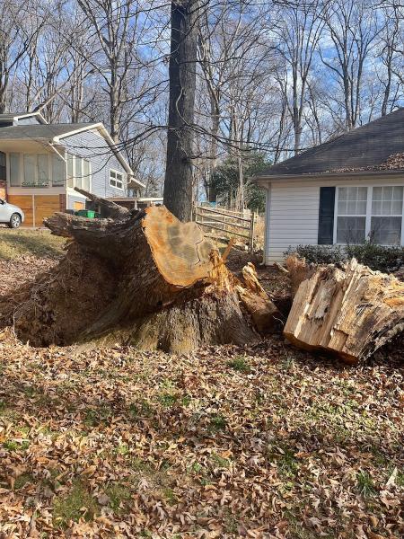Peten Tree Service & Landscaping LLC