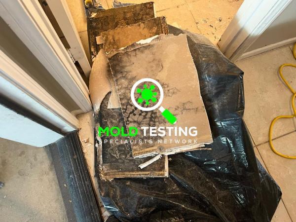 Mold Testing & Removal Services