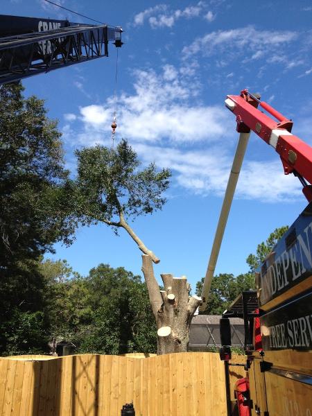 Independent Tree Service