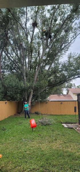 Independent Tree Service
