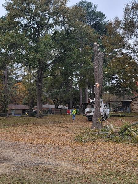 Lobo Tree Service