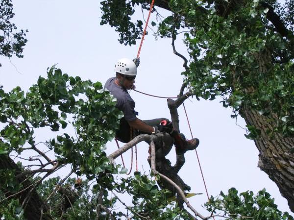 K. C. Arborist