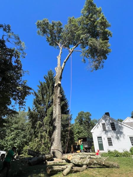 HD Tree Services and Landscaping Llc