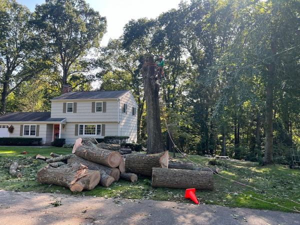 HD Tree Services and Landscaping Llc