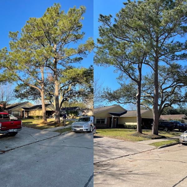 Cut N' Edge Trees LLC