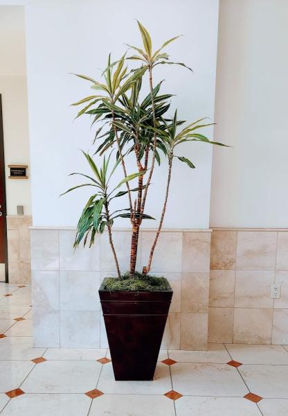 Planta Verde Interior Plant Service
