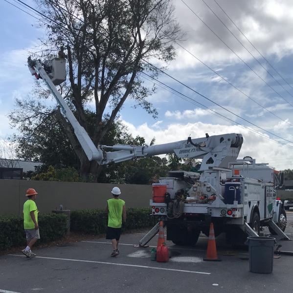 A Absolute Tree Services