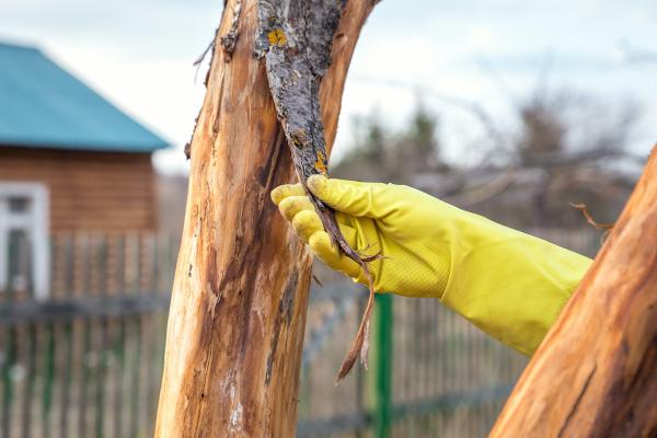 Warner Tree Service