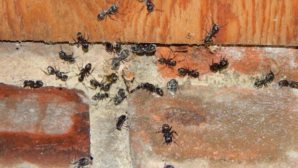 Bee Smart Pest Control LLC