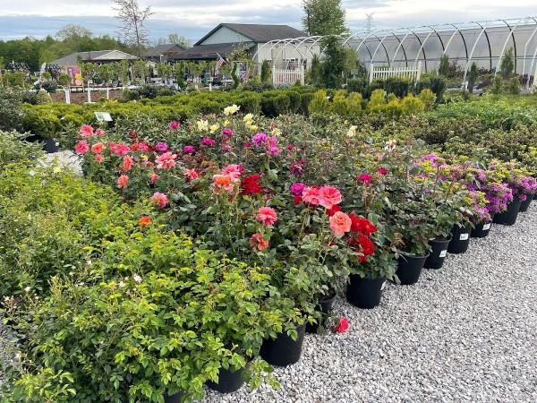 Windridge Perennials & Landscaping