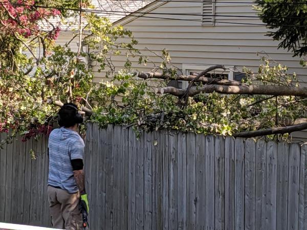 Happy Trunk Tree Service