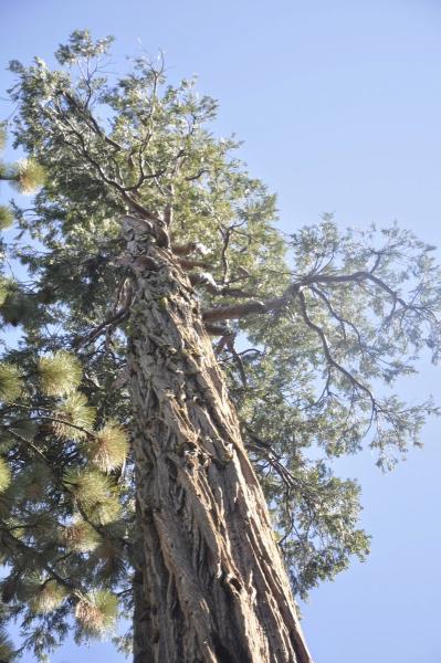 Urban Forestry Associates