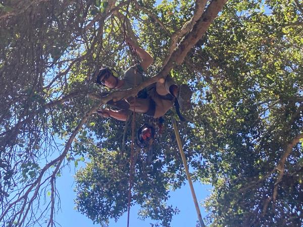 Longview Tree Care