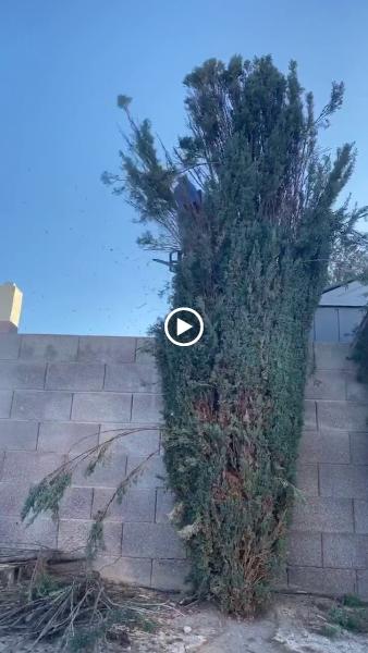 Delfino Maintenance & Landscaping Inc.