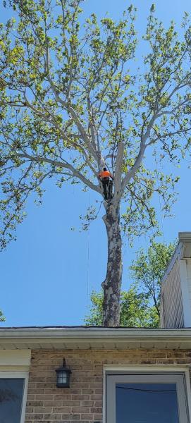 Golden Tree Service LLC