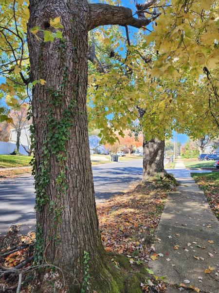 Golden Tree Service LLC