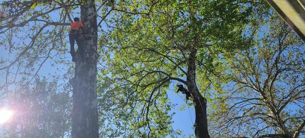 Golden Tree Service LLC