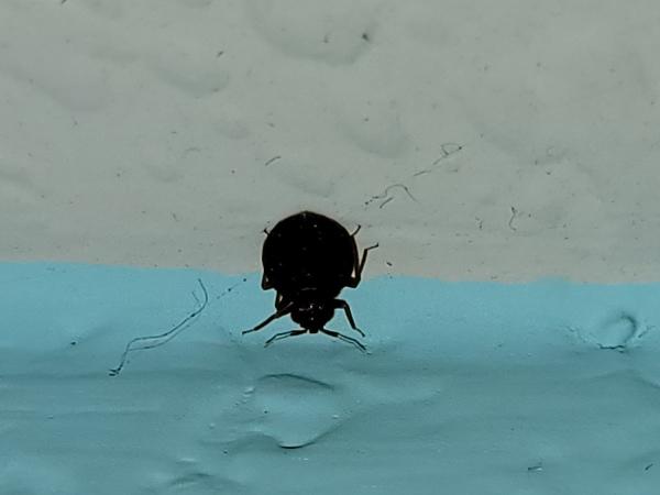 Affordable Bed Bug & Pest