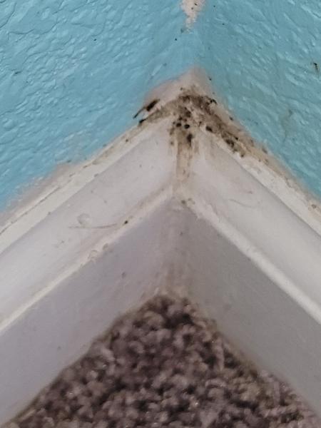 Affordable Bed Bug & Pest