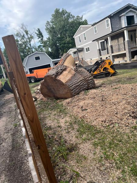 Maple Cut Quality Tree Service