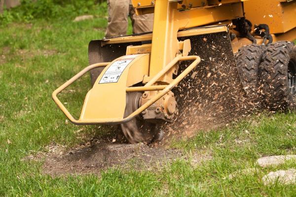Maple Cut Quality Tree Service