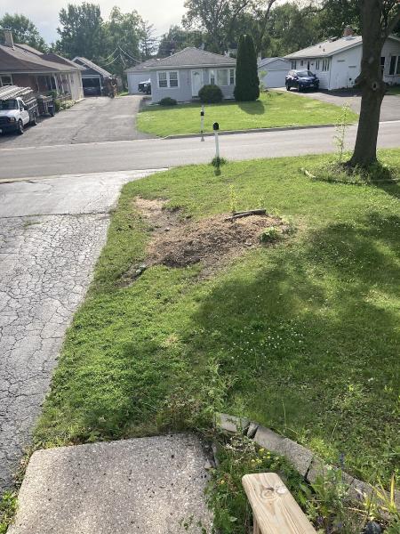 Maple Cut Quality Tree Service