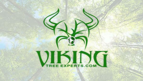 Viking Tree Experts