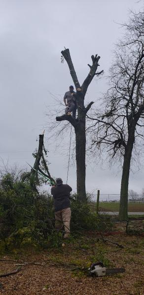 Charly and Sons Tree Service