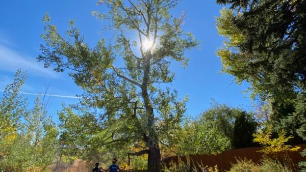 American Tree