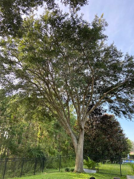Custom Lakefronts and Tree Care