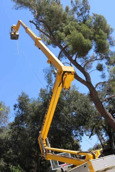 Call Oscar Tree Service