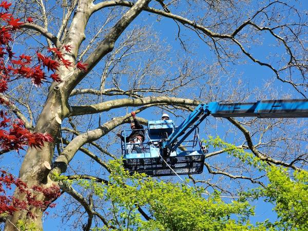 Morgan Brothers Tree Services