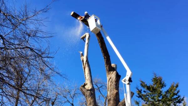 Family Tree Service