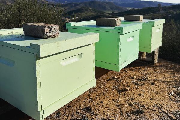 San Diego Bee Sanctuary