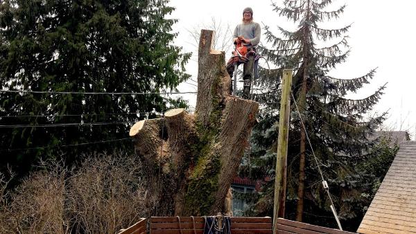 Tree People Tree Care
