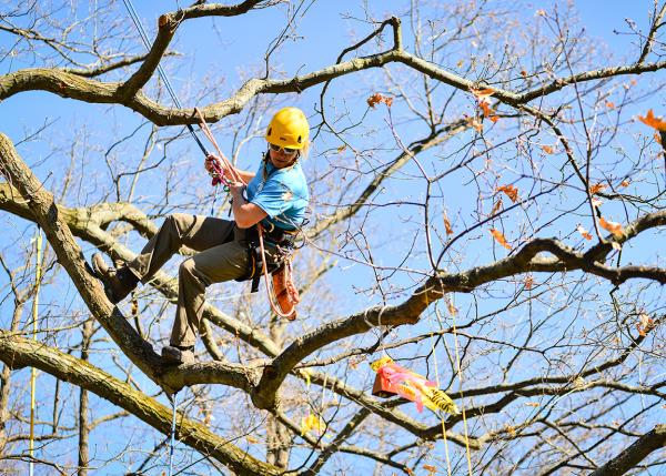 Daisy Tree Care