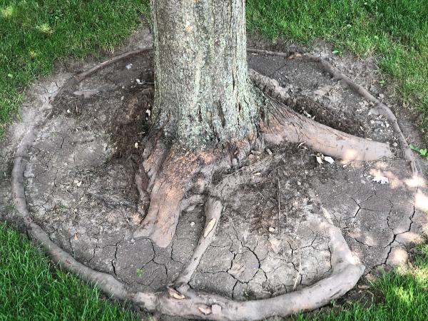 ECO Tree Company