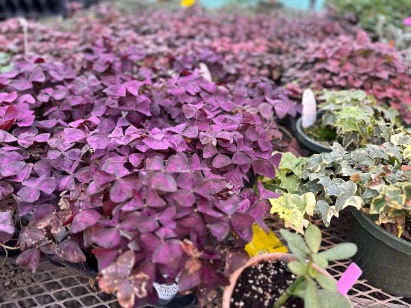 Barry's Greenhouses and Landscaping