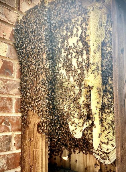 Home and Hive (Bee Removal)