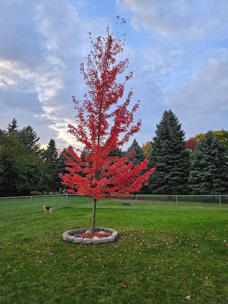 Elling Tree Farm