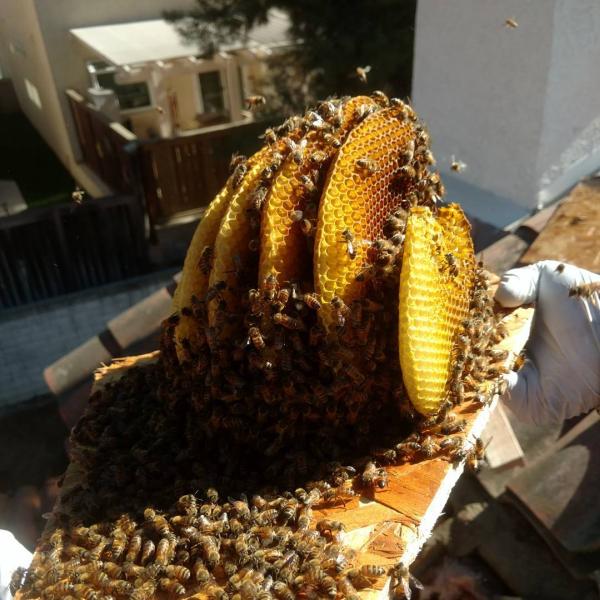 Bee Man Dan