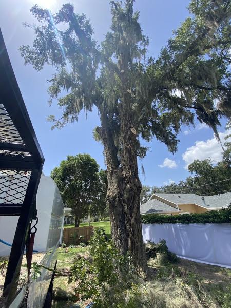Tree Solutions Florida