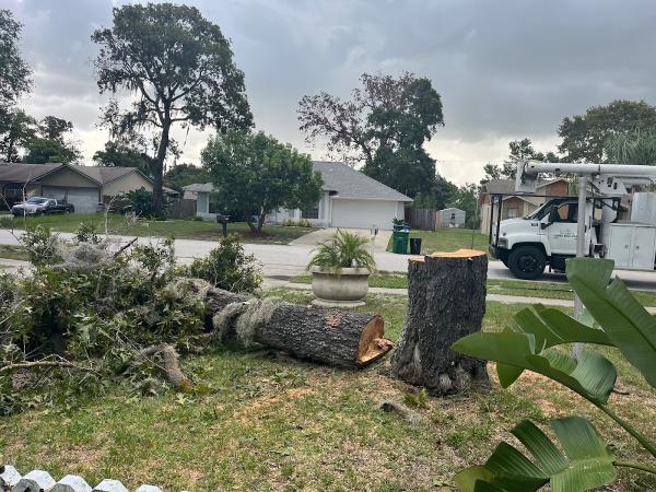 Tree Solutions Florida