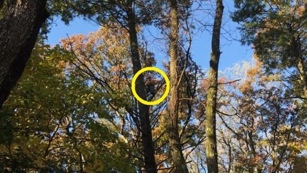 Ryan Sormilich Arborist LLC