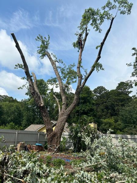 Oak Rangers Tree Service LLC
