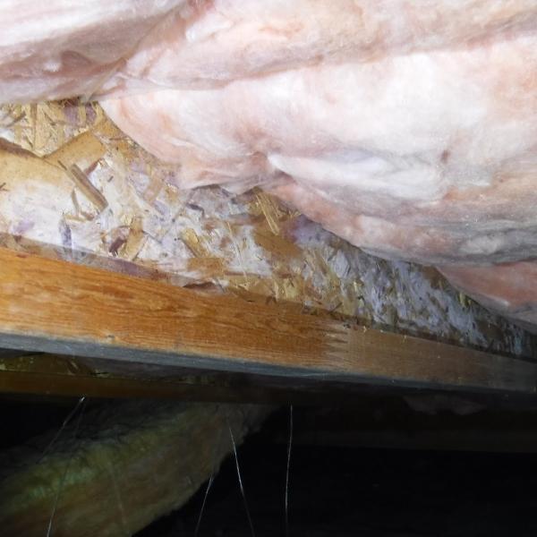 Mold Testing Services