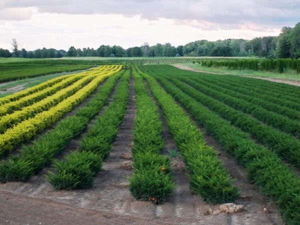Pellegata Landscape Design Inc.